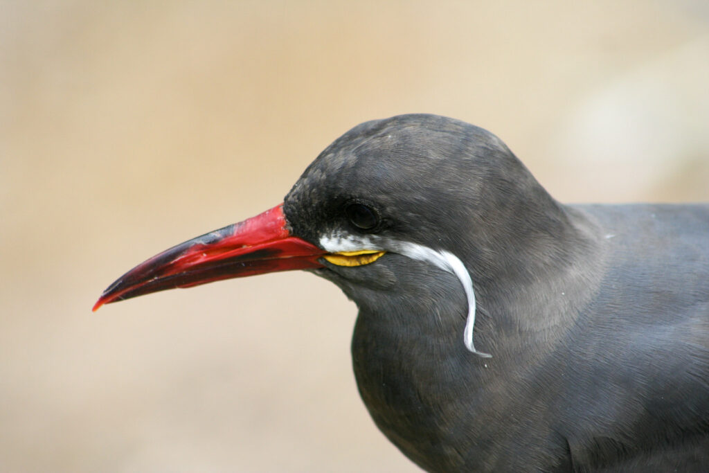 Berliner Zoo