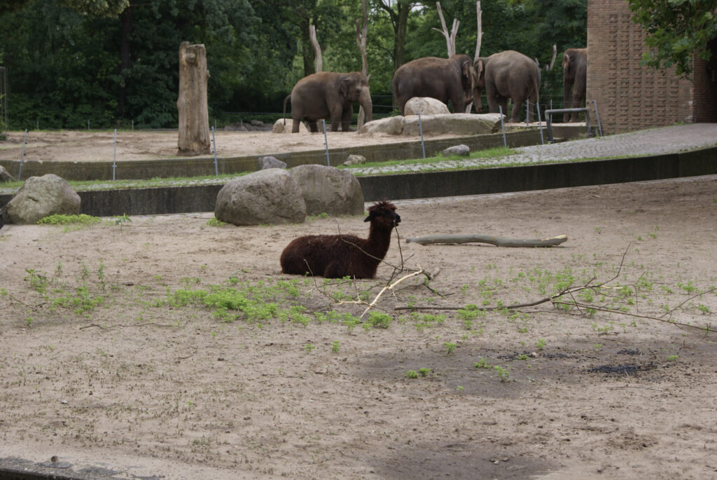 Berliner Zoo