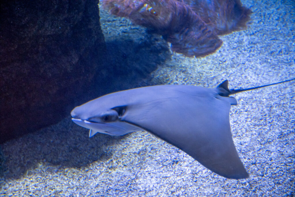 Aquazoo L&ouml;bbecke Museum D&uuml;sseldorf