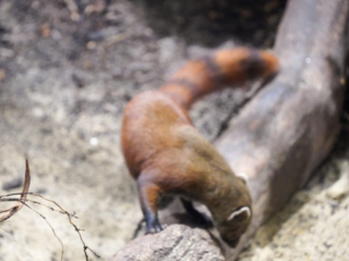 Alwetterzoo Münster Alwetterzoo Münster