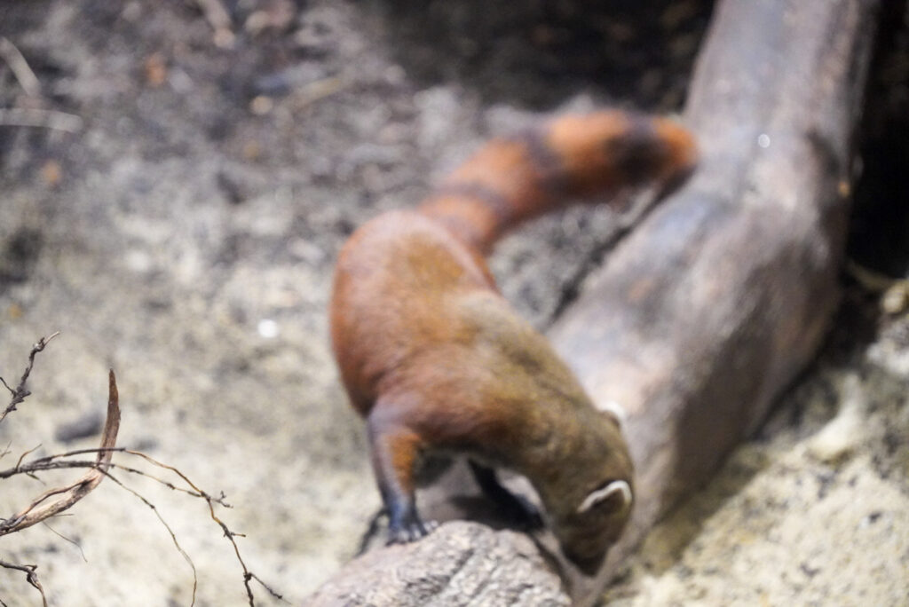 Alwetterzoo Münster Alwetterzoo Münster