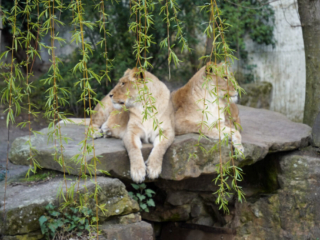 Alwetterzoo Münster Alwetterzoo Münster
