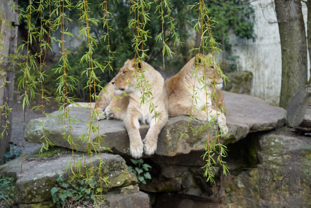 Alwetterzoo Münster Alwetterzoo Münster
