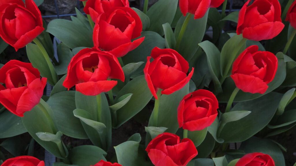 Br&uuml;ckenkopfpark J&uuml;lich