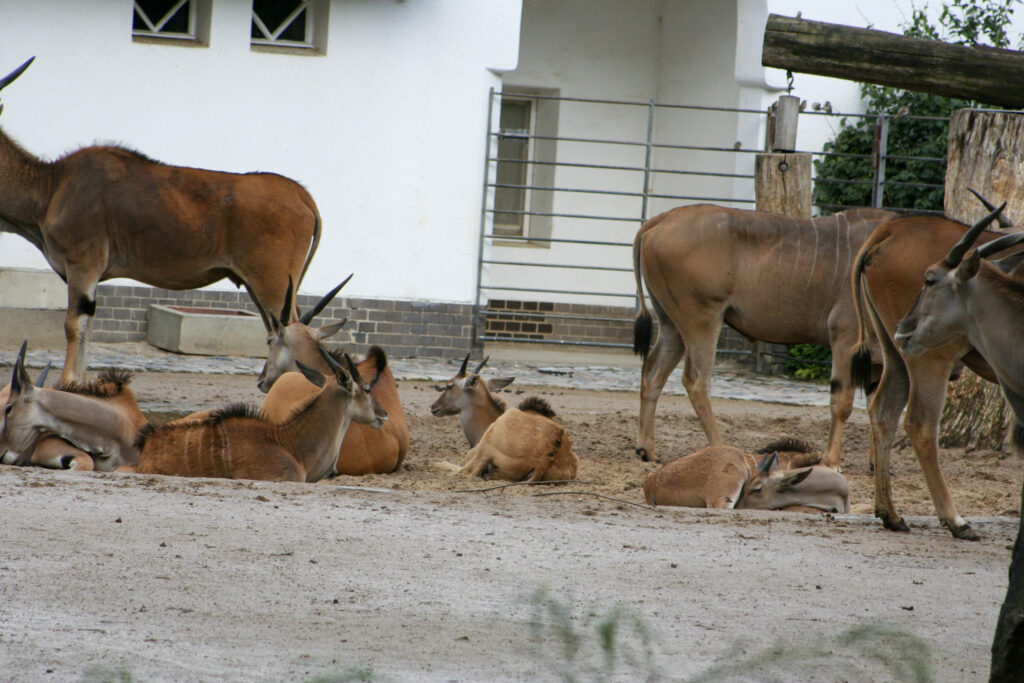Berliner Zoo