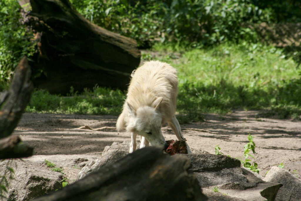 Berliner Zoo