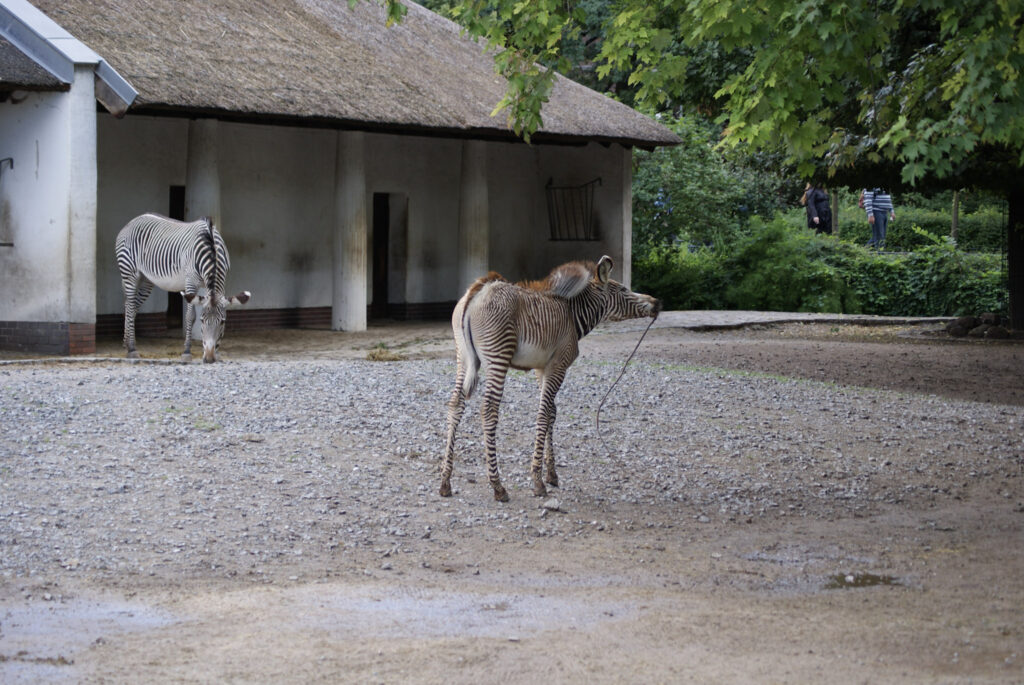 Berliner Zoo