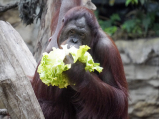 Alwetterzoo Münster Alwetterzoo Münster