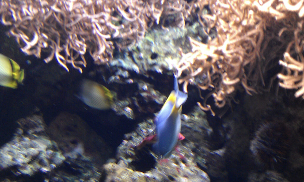 Berliner Zoo