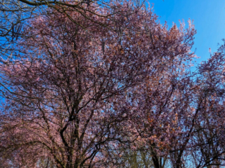 Br&uuml;ckenkopfpark J&uuml;lich