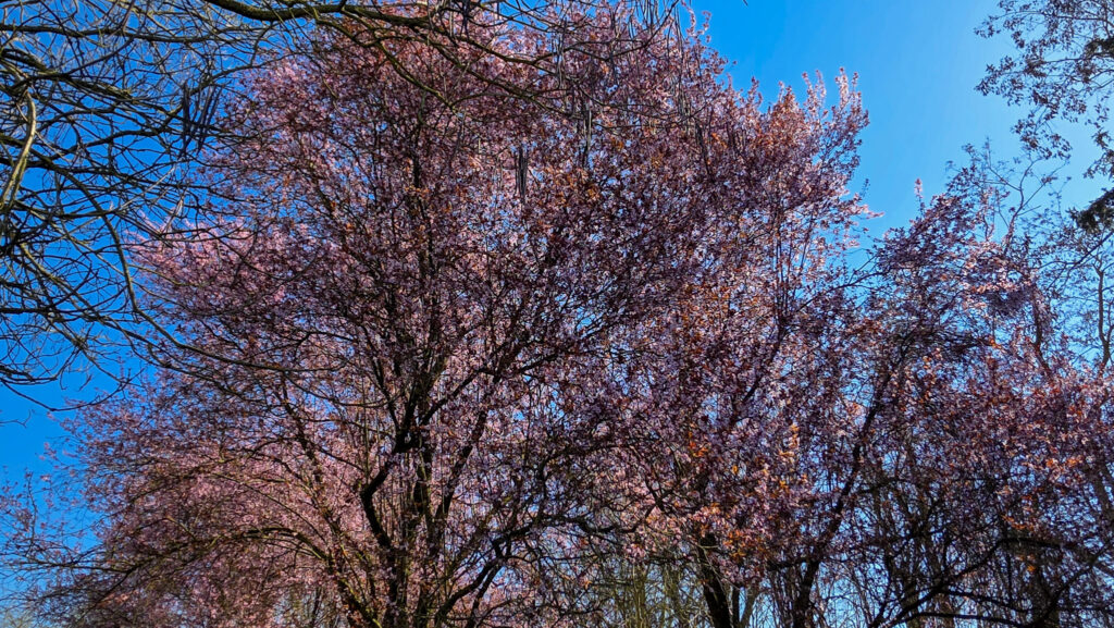 Br&uuml;ckenkopfpark J&uuml;lich