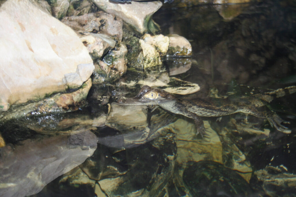 Berliner Zoo