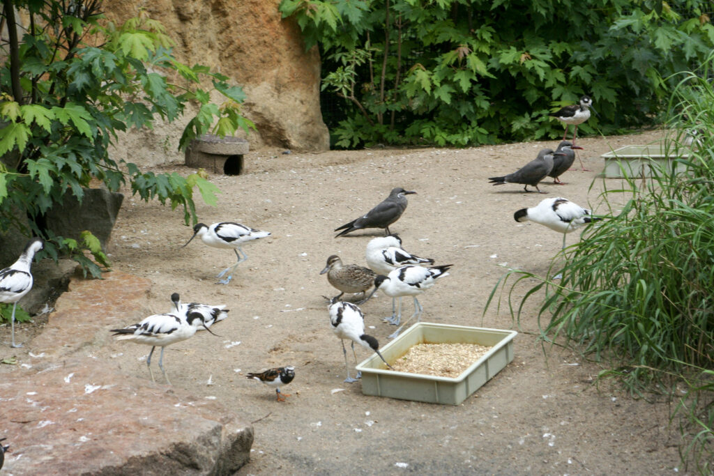 Berliner Zoo