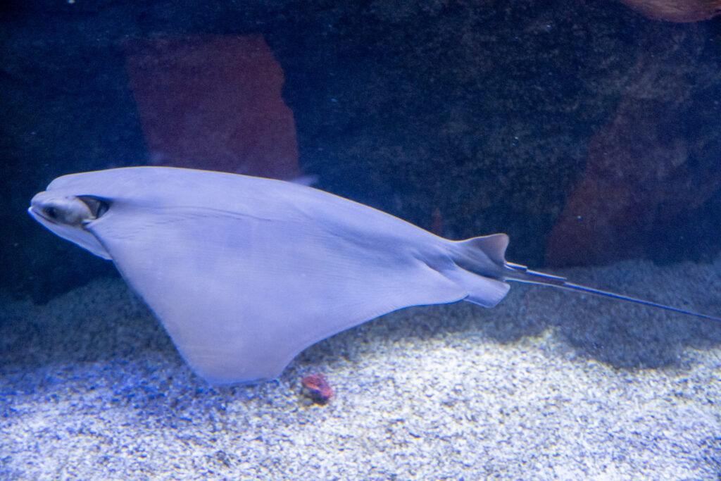 Aquazoo L&ouml;bbecke Museum D&uuml;sseldorf