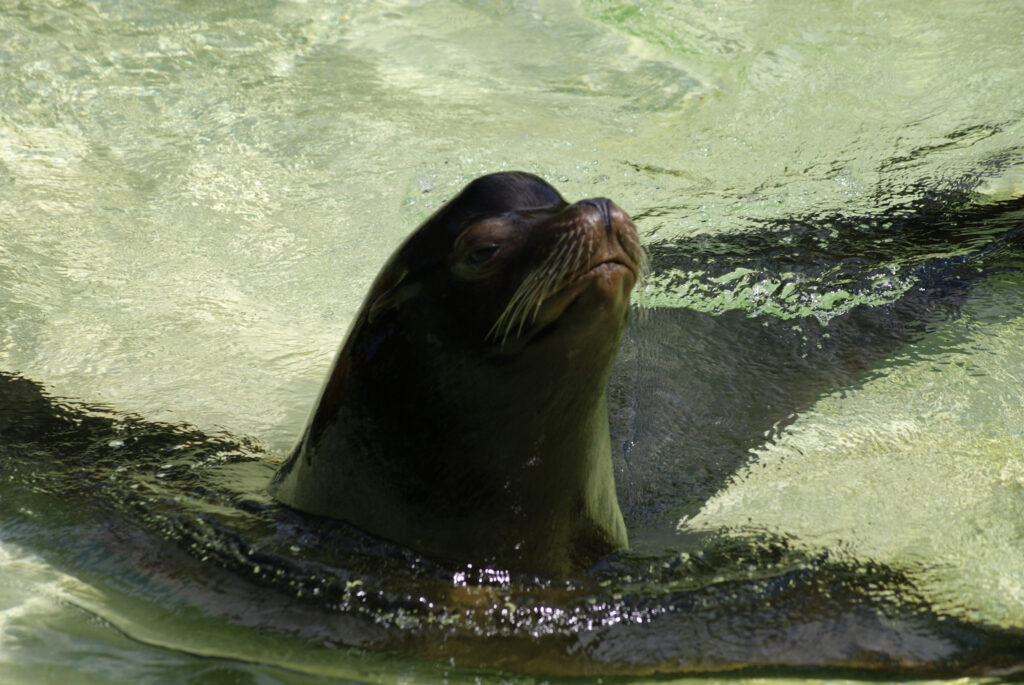 Berliner Zoo