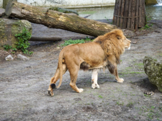 Alwetterzoo Münster Alwetterzoo Münster