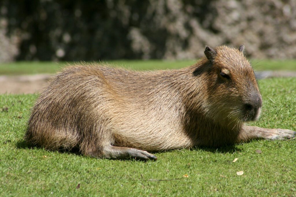 Berliner Zoo