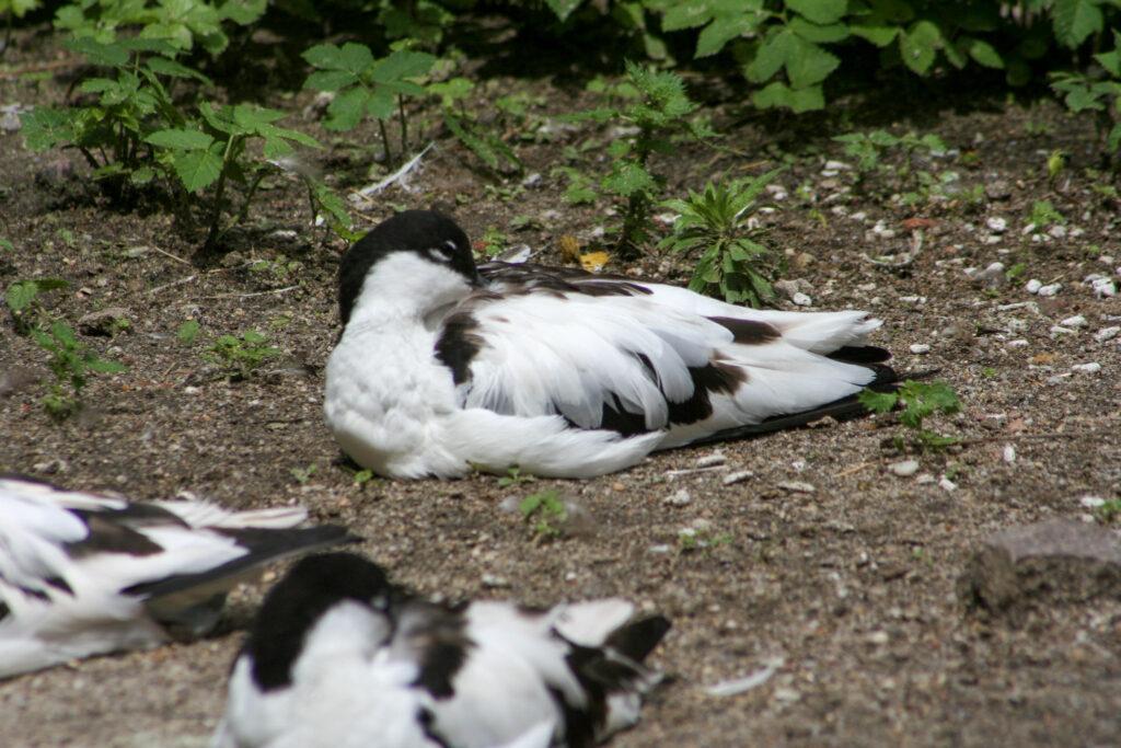 Berliner Zoo