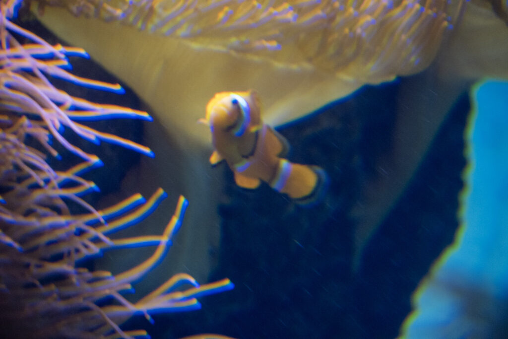 Aquazoo L&ouml;bbecke Museum D&uuml;sseldorf