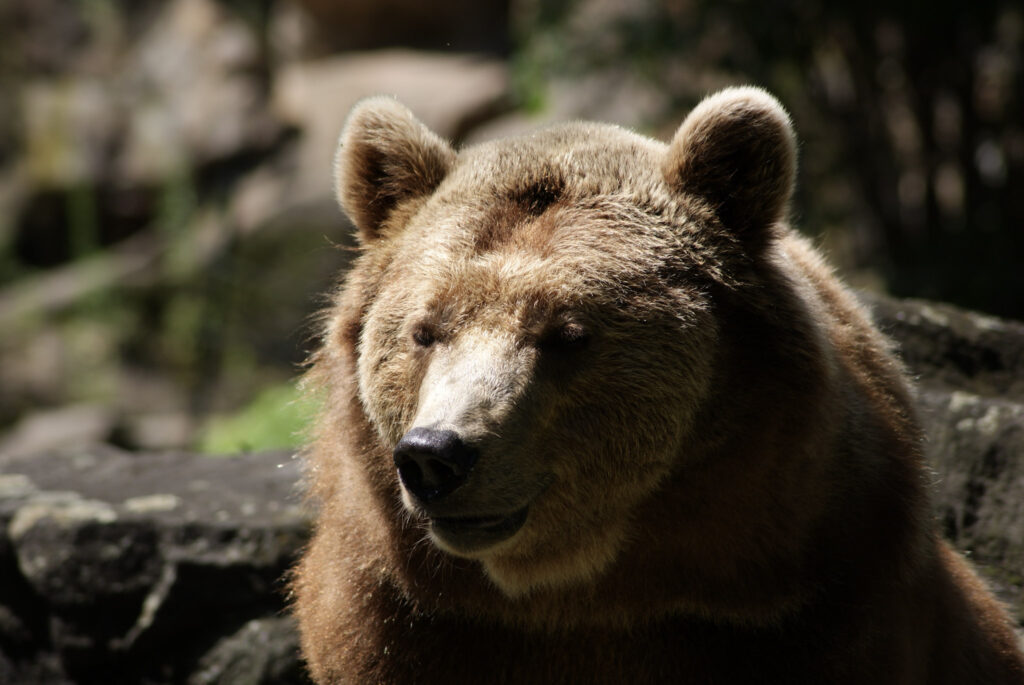 Berliner Zoo
