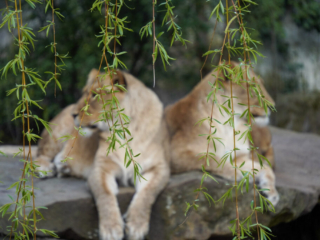 Alwetterzoo Münster Alwetterzoo Münster