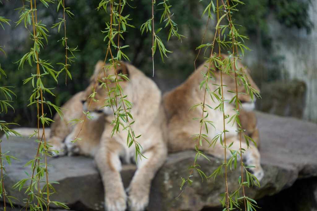 Alwetterzoo Münster Alwetterzoo Münster
