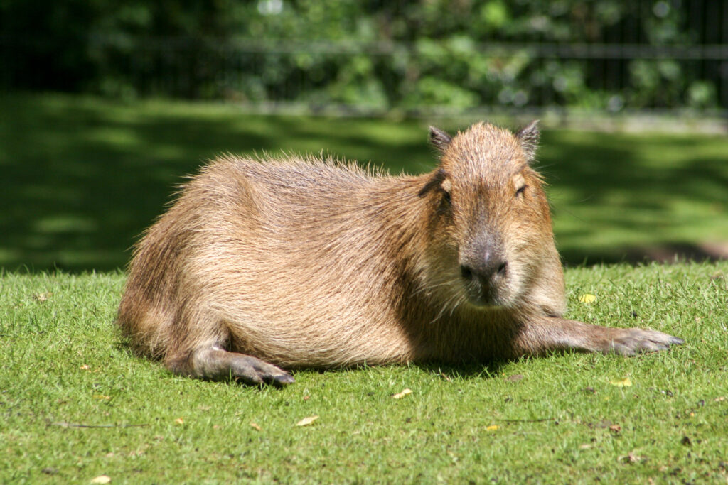 Berliner Zoo