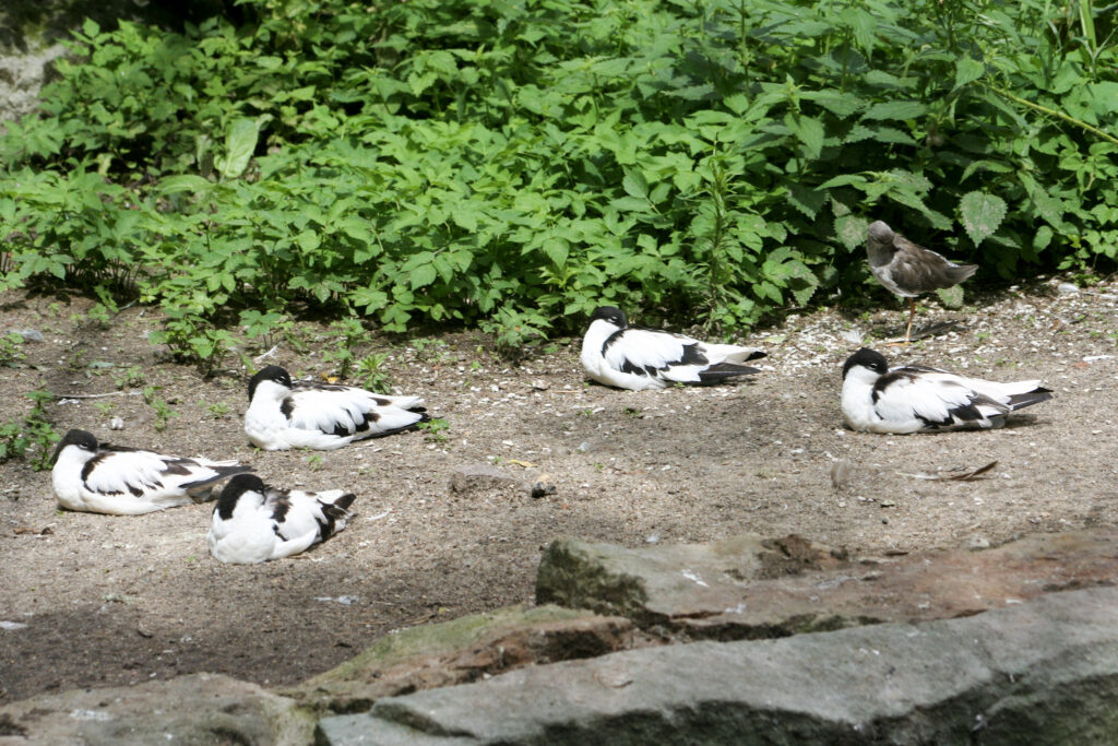 Berliner Zoo