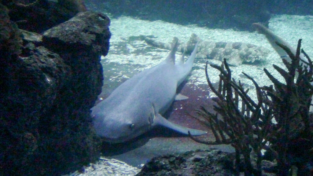 Berliner Zoo