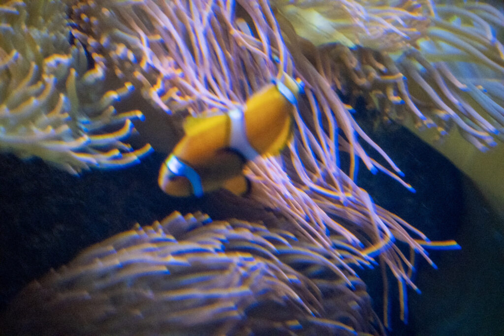 Aquazoo L&ouml;bbecke Museum D&uuml;sseldorf