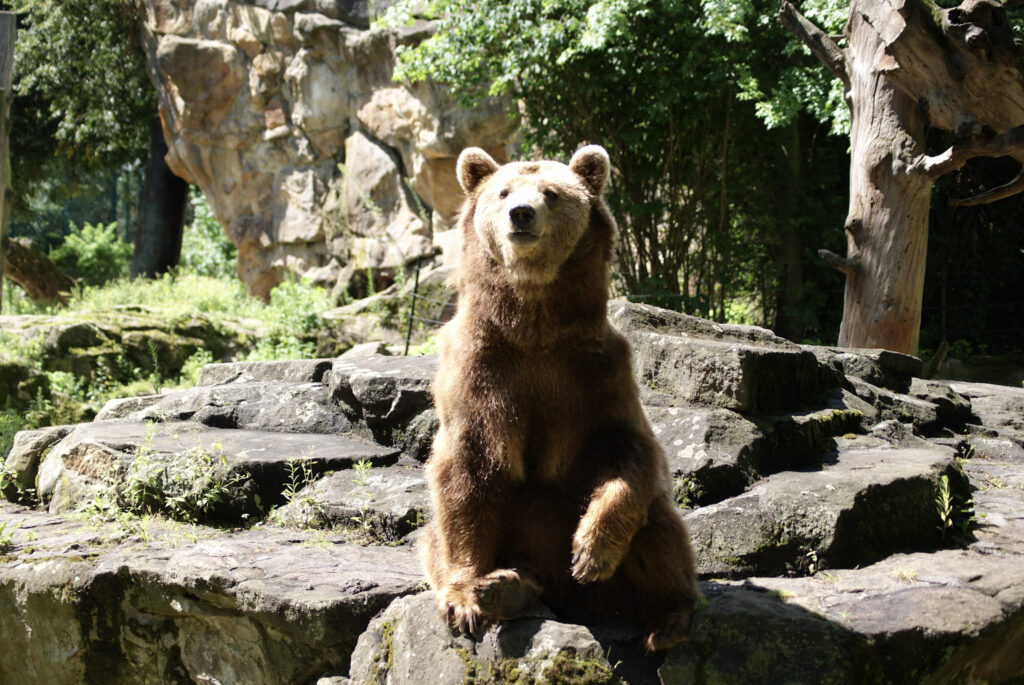Berliner Zoo