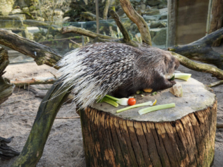 Alwetterzoo Münster Alwetterzoo Münster