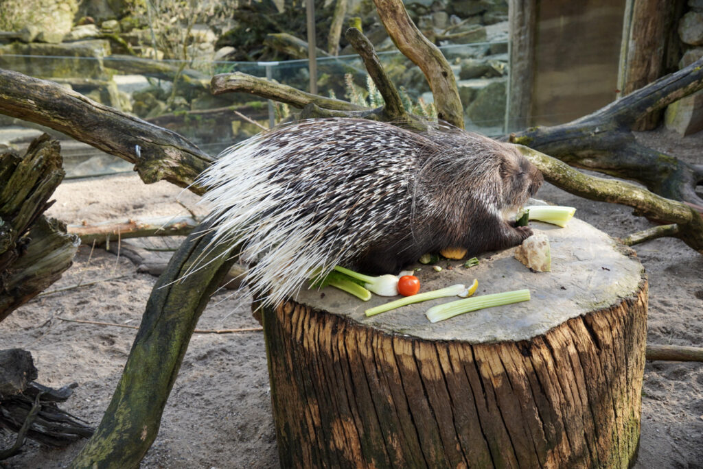 Alwetterzoo Münster Alwetterzoo Münster