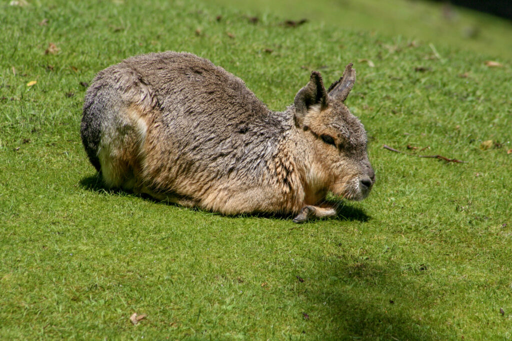 Berliner Zoo