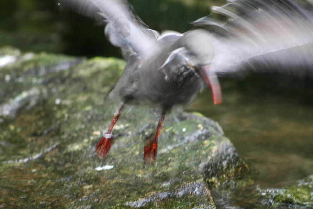 Berliner Zoo