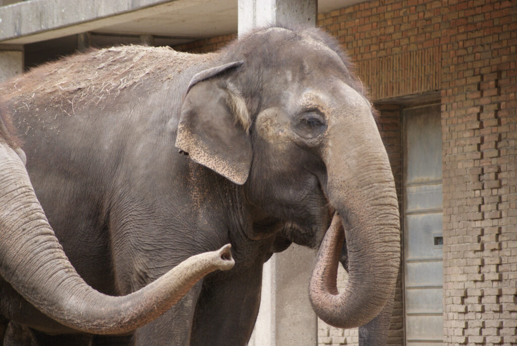Berliner Zoo