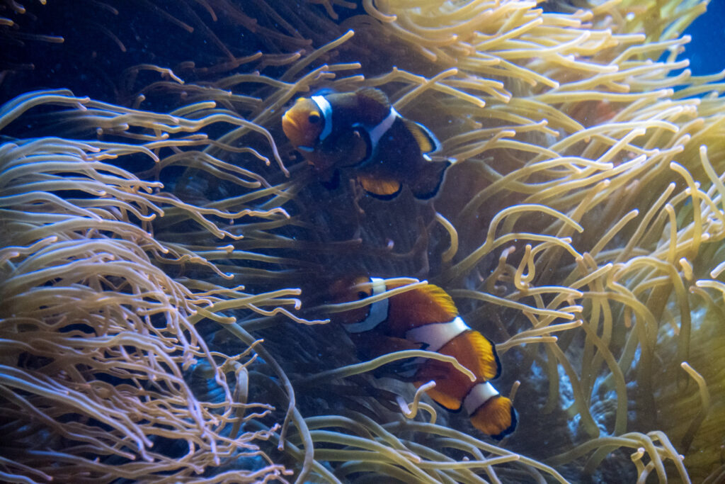 Aquazoo L&ouml;bbecke Museum D&uuml;sseldorf