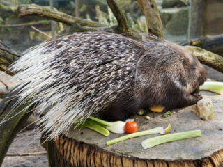 Alwetterzoo Münster Alwetterzoo Münster