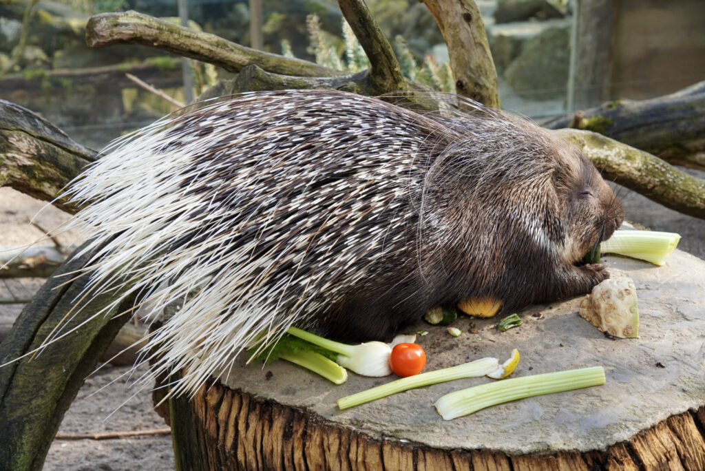 Alwetterzoo Münster Alwetterzoo Münster
