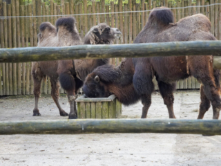 Alwetterzoo Münster Alwetterzoo Münster