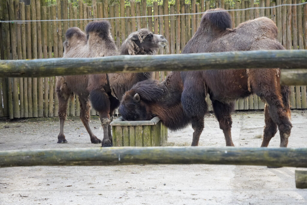 Alwetterzoo Münster Alwetterzoo Münster