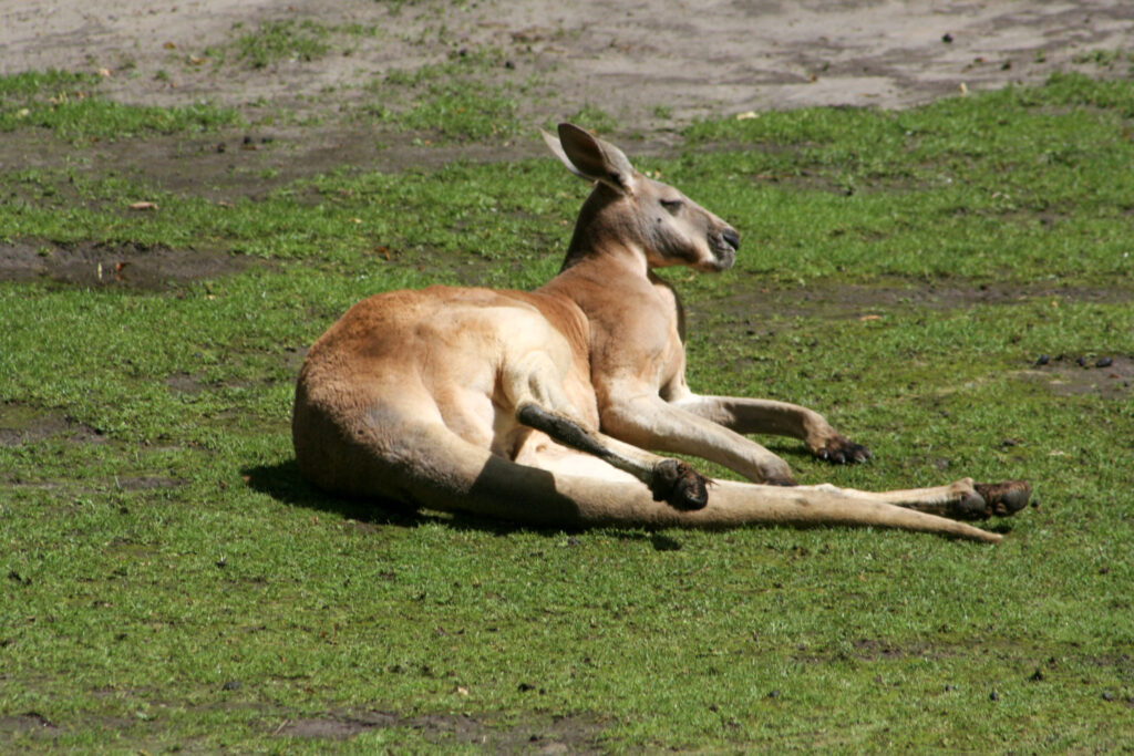 Berliner Zoo