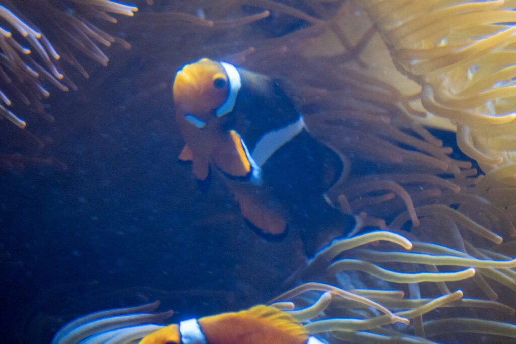 Aquazoo L&ouml;bbecke Museum D&uuml;sseldorf