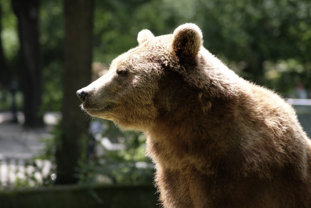 Berliner Zoo