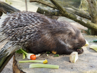 Alwetterzoo Münster Alwetterzoo Münster