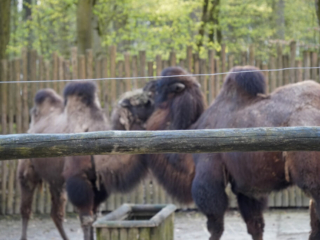 Alwetterzoo Münster Alwetterzoo Münster