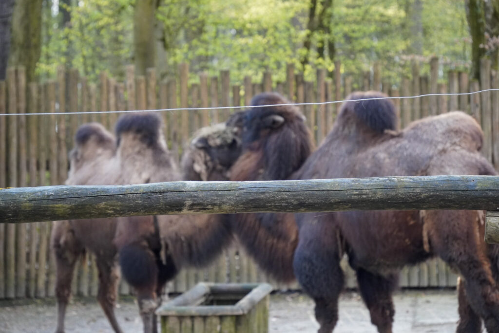 Alwetterzoo Münster Alwetterzoo Münster