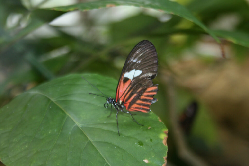 Berliner Zoo