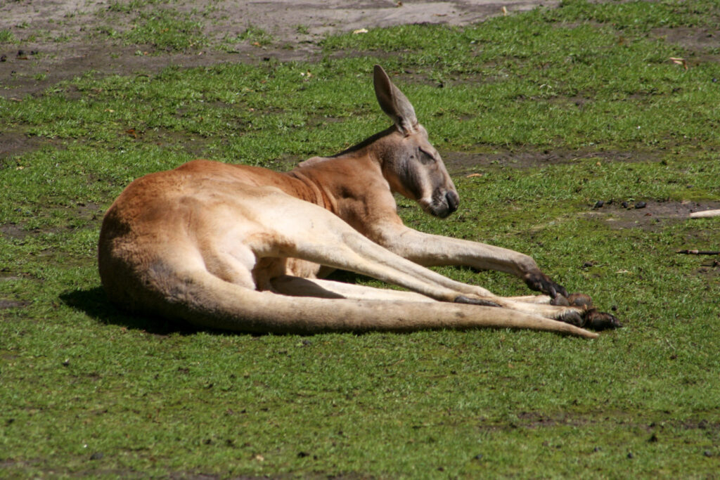 Berliner Zoo