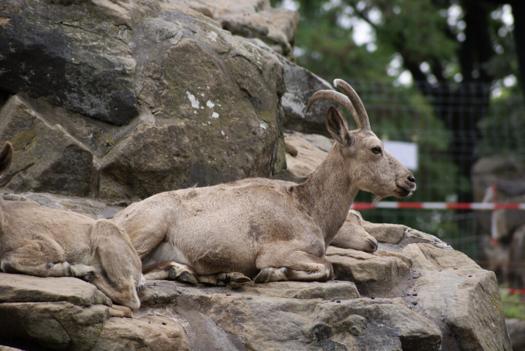 Berliner Zoo